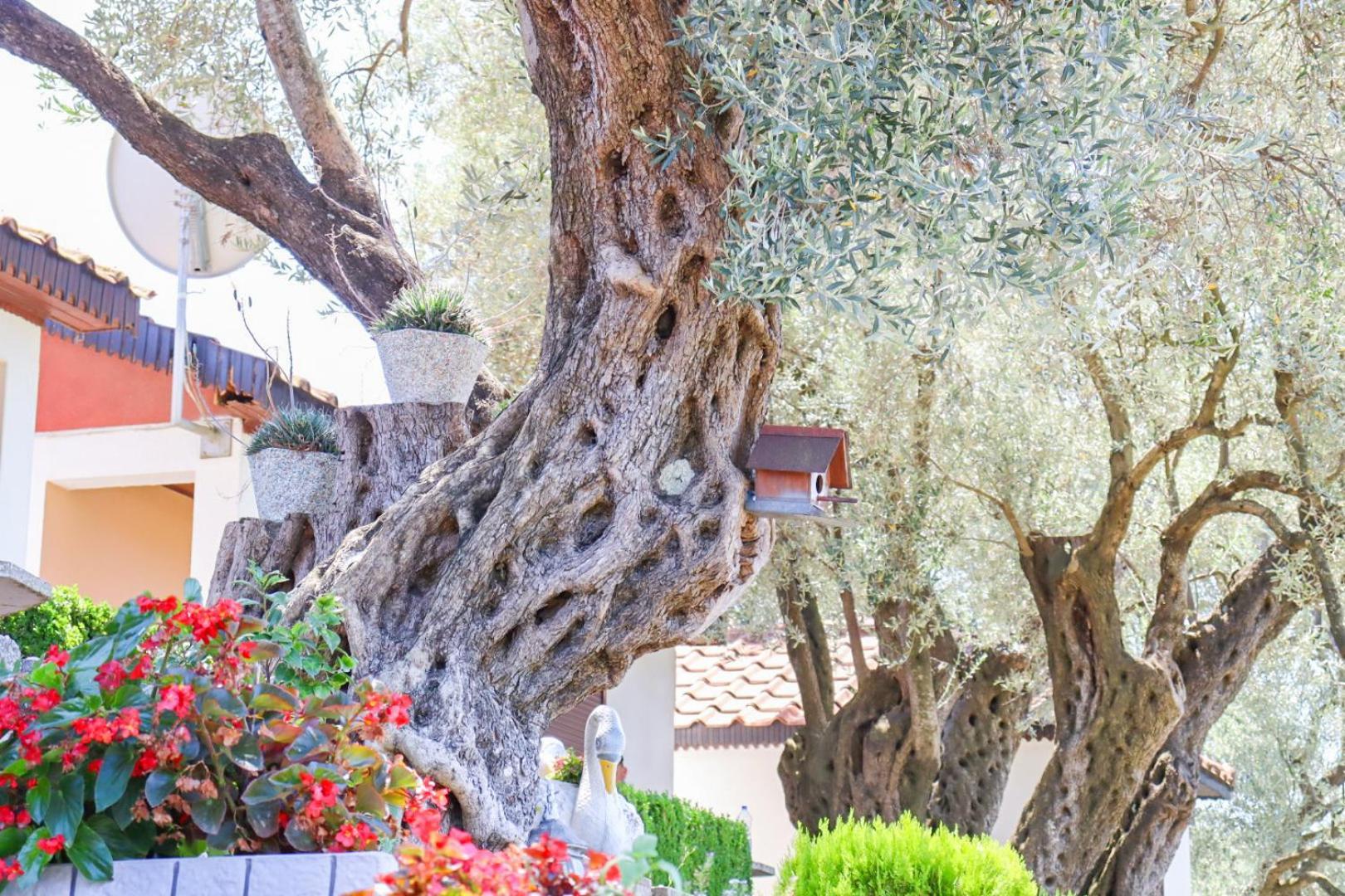 Hilja'S Oliven Garden Bungalows Ulcinj Exterior photo