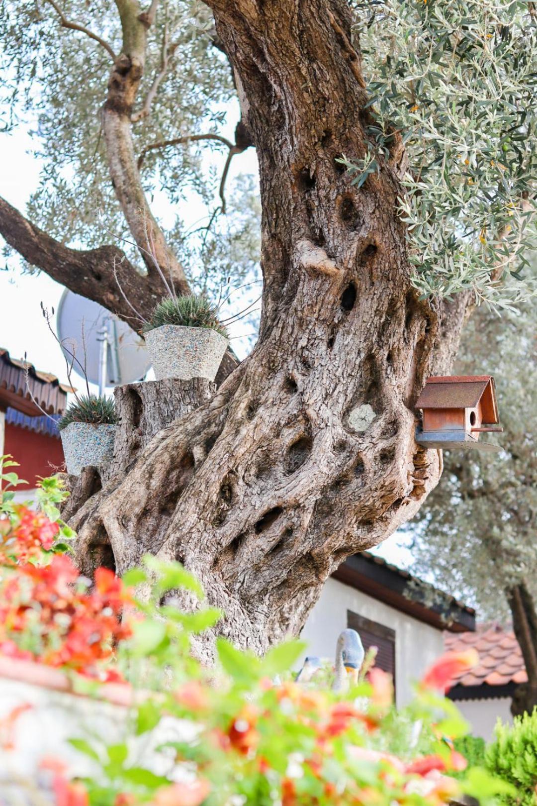 Hilja'S Oliven Garden Bungalows Ulcinj Exterior photo